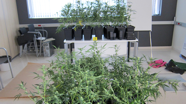 basauri_marihuana_2014_plantacion_plantas